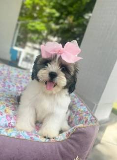 A Felicidade Tem Quatro Patas! Venha Conhecer Nossos Filhotes