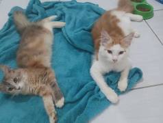 Casal De Maine Coon