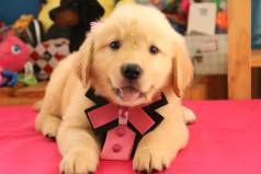 Golden Retriever Parcelamos
