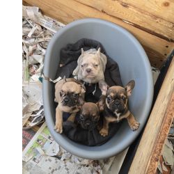 Bulldog frances 