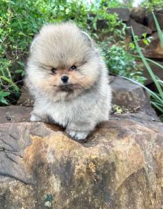 Lulu Da Pomernia - Filhotes Disponveis, Entrega Imediata!