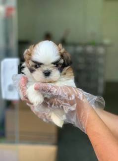 Os Filhotes De Lhasa Apso So Adorveis, Com Sua Pelagem Longa E Densa