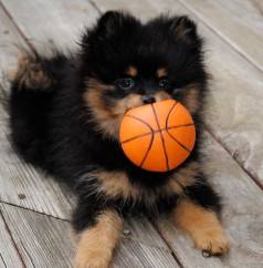 Cachorro Spitz Alemo Super Fofos