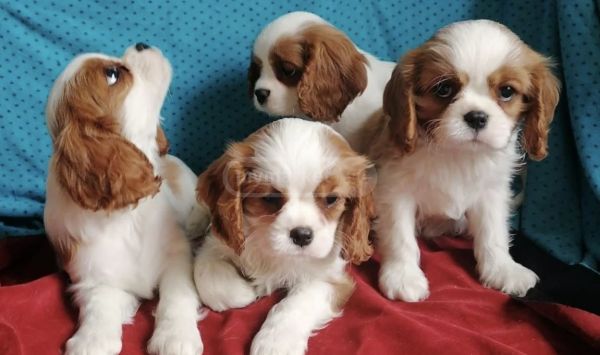 Cachorros Cavalier King Charles