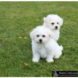 Cachorros Bichon Fris