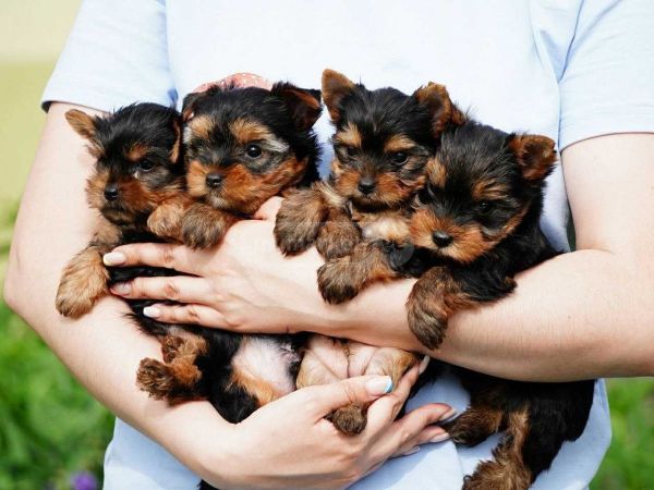 Cachorros Yorkshire Terrier