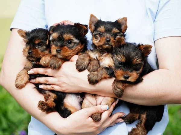 Cachorros Yorkshire Terrier