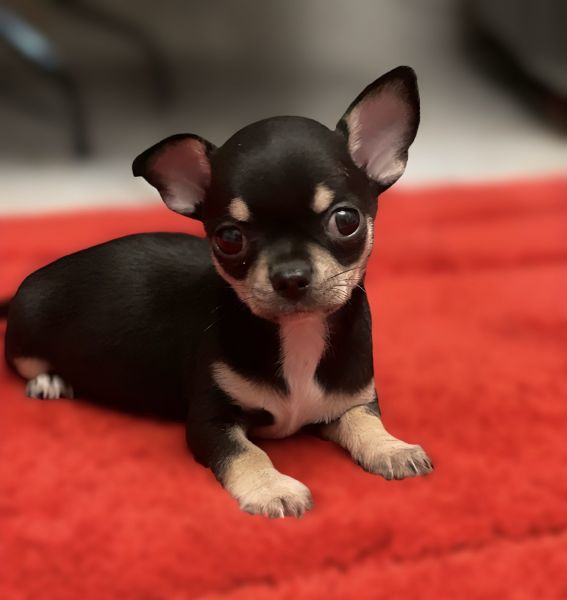 Cachorros Chihuahua