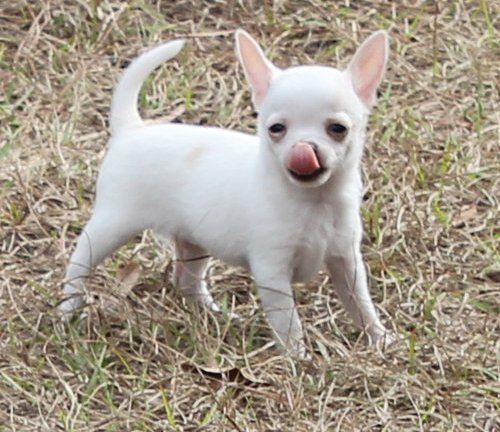 Cachorros Chihuahua