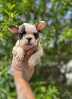 Bulldog Francs De Alta Qualidade Esperando Por Voc  !!