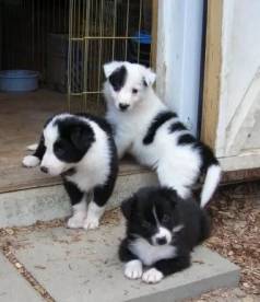 Comprar Filhote De Border Collie Com Contrato