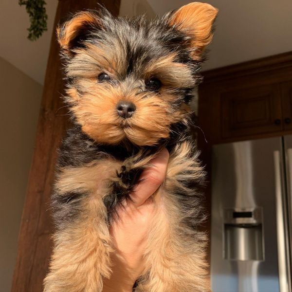 Yorkshire Terrier