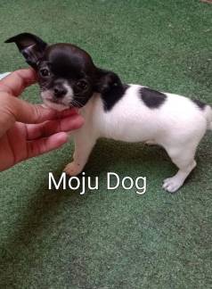 Chihuahua Macho Pelo Curto Linhagem Da Inglaterra Em 10x De $260