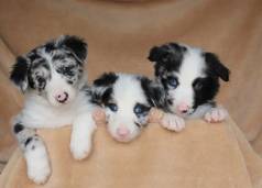 Cachorro Border Collie Perfeito Sua Famlia