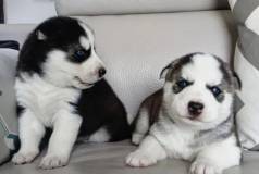 Husky Siberiano Macho Branco Rarssimo Focinho Chocolate Olhos Azuis Show!