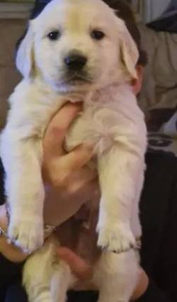 Golden Retriever- Linhagem Campe-