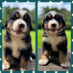 Bernese Top