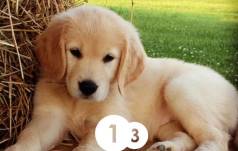 Golden Retriever - Filhotes Fceis De Treinar E Educar.