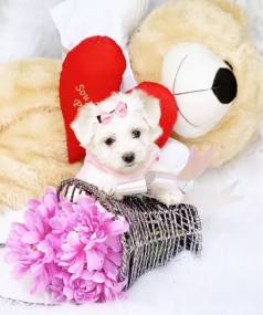 Malts Macho E Fmea Baby Face Pedigree