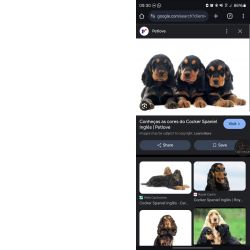 Procuro cocker black tan