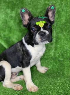 Bulldog Francs 80 Dias Vacinado E Vermifugado