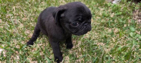 pug carlin disponvel para entrega imediata existe a possibilidade de entrega ao domiclio envio pa