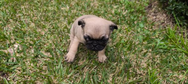 pug carlin disponvel para entrega imediata existe a possibilidade de entrega ao domiclio envio pa