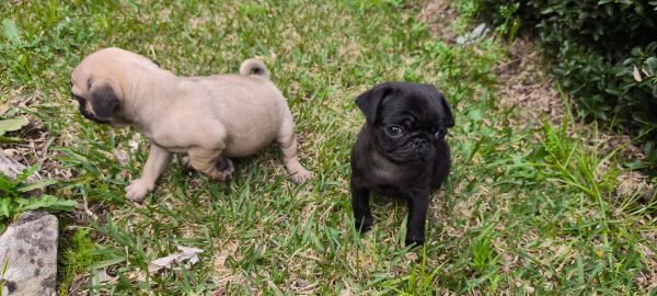 pug carlin disponvel para entrega imediata existe a possibilidade de entrega ao domiclio envio pa