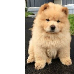 Chow Chow