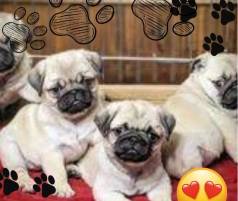 Pug - Filhotes Cheios De Personalidade.