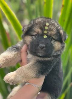 Pastor Alemo Capa Preta