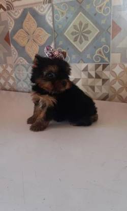 Yorkshire Terrier Maravilhosa