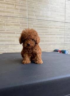 Poodle Mini Toy Vermelho Lindo