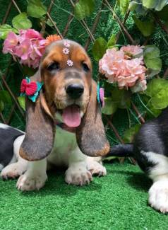 Bassethound Alto Padro Fmeas