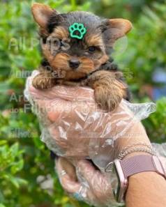 Yorkshire Terrier Filhotes, O Seu Copanheiro