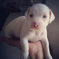 Dogo argentino