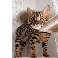 Bengal