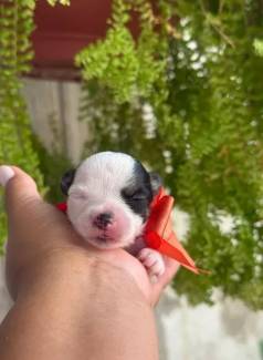 Chihuahua Pelo Curto Fofo