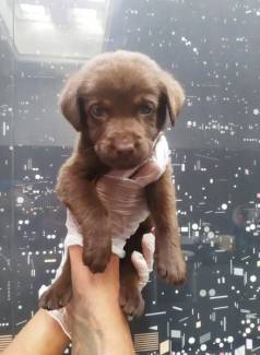 Cachorro Labrador Com Pedigree