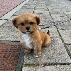 Lhasa Apso macho e fmea