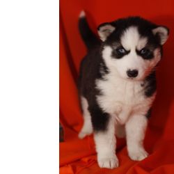 Husky Siberiano Criado em ambiente familiar