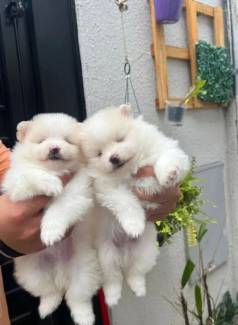 Sptiz Alemo Ano ( Lulu Da Pomerania)