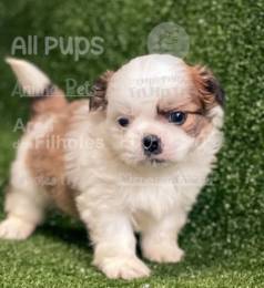 Lhasa Apso : O Filhote Pra Sua Familia !!