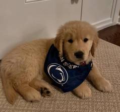 Filhotes De Golden Retriever, Amor E Companhia Garantidos!