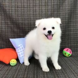 Cachorros Spitz Japons