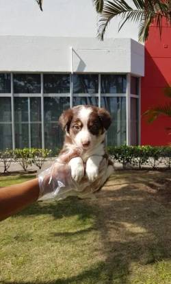 Essa Raa  Amplamente Reconhecida Como Uma Das Mais Inteligentes Entre Todas As Raas.