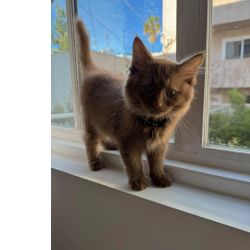 Ragdoll Para entrega