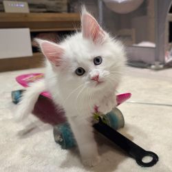 Maine Coon Disponvel um gatinhos