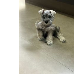Maravilhosos filhotes de schnauzer miniatura