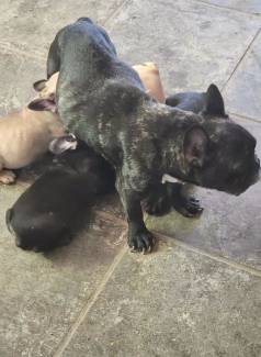 Filhotes De Bulldog Francs